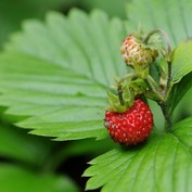 Wald-Erdbeere (Fragaria)
